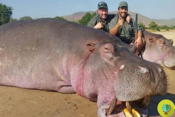 Massacre of hippos: 2 thousand specimens will be killed for an absurd reason