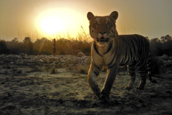 DiCaprio sauve les tigres du Népal : doublé depuis 2009
