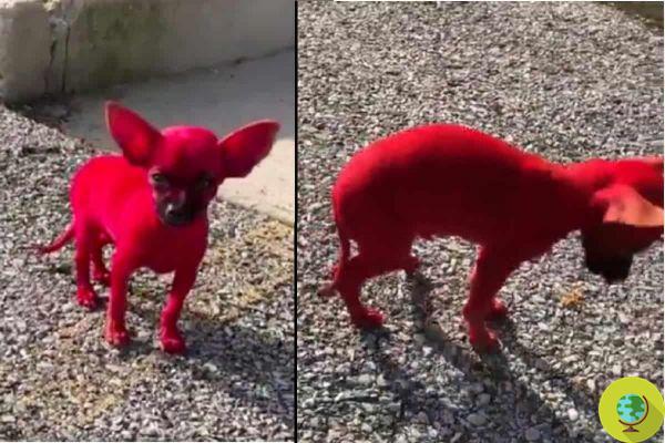 Ele pinta o Chihuahua, tornando-o vermelho: rapper na tempestade