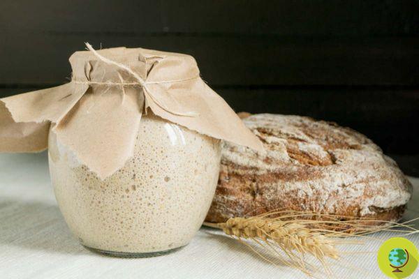 Sourdough: how to store sourdough when you go on vacation and reactivate it when you return
