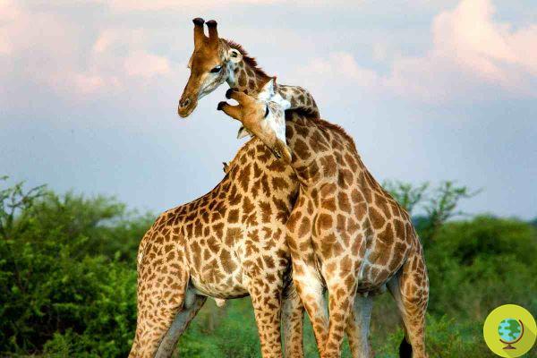 The grandmothers of the world are all important, but for giraffes even more