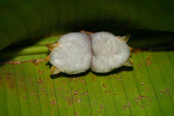 La chauve-souris blanche du Honduras