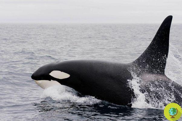 Baleias assassinas revelam o mistério da menopausa