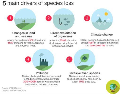 Un millón de especies amenazadas de extinción por el hombre. El nuevo estudio de choque de la ONU
