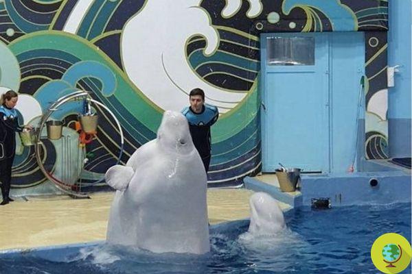 Glasha, la beluga obesa (por exceso de comida) que corre peligro de morir en un parque acuático ruso