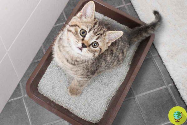Arena para gatos: Estas son las mejores y más ecológicas que puedes comprar, según Altroconsumo
