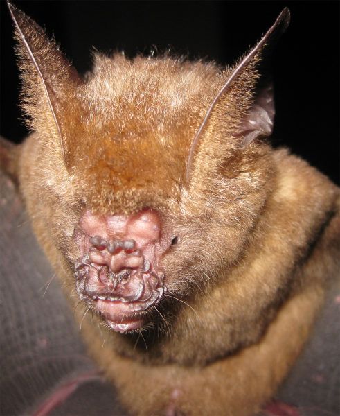 Nova espécie de morcego descoberta no Vietnã