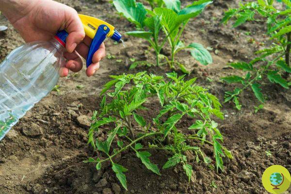 Aerosol fungicida natural de bricolaje: use harina de maíz para salvar sus tomates del moho y el moho