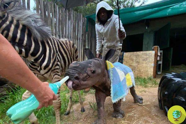 Daisy e Modjadji: a doce e extraordinária amizade entre uma zebra e um bebê rinoceronte