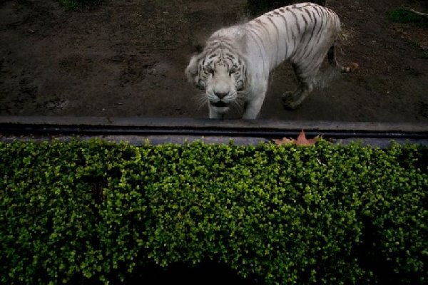 Le zoo de Buenos Aires a fermé (il y a un an), mais les animaux sont toujours dans les cages