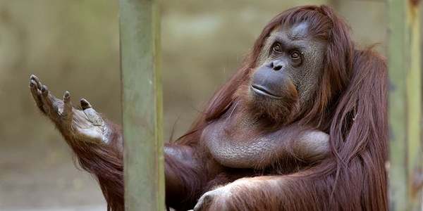 Le zoo de Buenos Aires a fermé (il y a un an), mais les animaux sont toujours dans les cages