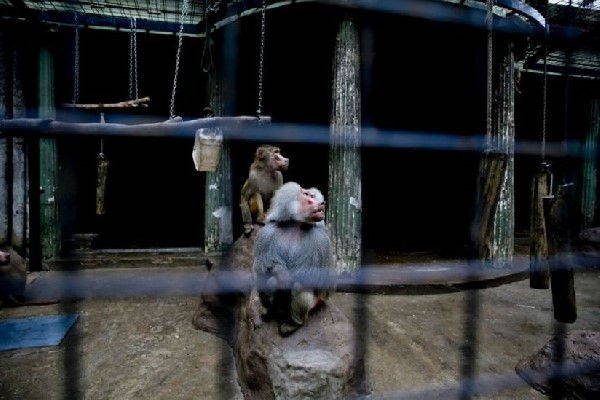 O zoológico de Buenos Aires fechou (há um ano), mas os animais ainda estão nas jaulas