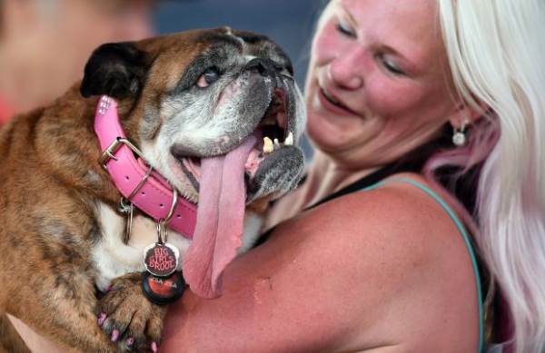 Zsa Zsa: The ugliest dog in the world died suddenly