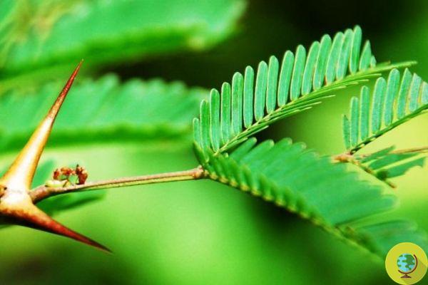 As plantas evoluíram para manipular formigas e serem defendidas