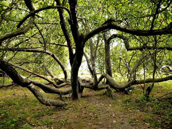 A extraordinária macieira de 200 anos na Ucrânia