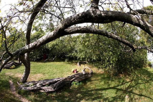 The extraordinary 200-year-old apple tree in Ukraine