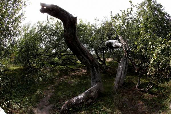 El extraordinario manzano de 200 años en Ucrania