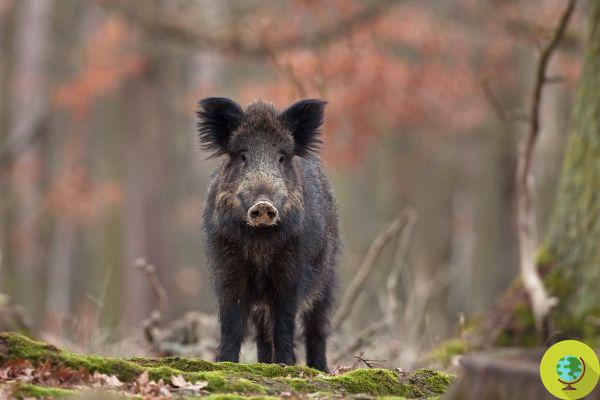 Fukushima: descubrimiento de una nueva especie híbrida de jabalí-cerdo (y no son radiactivos)
