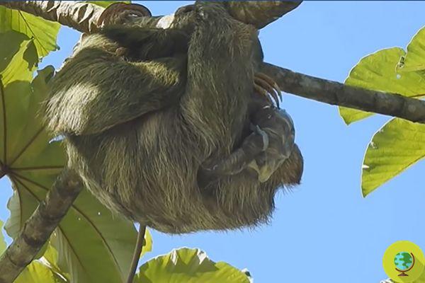 How is a sloth born? The exceptional and exciting video of giving birth on a branch immortalized in Costa Rica
