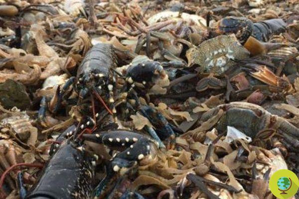 Mass die-off for starfish, mussels and crabs on British beaches