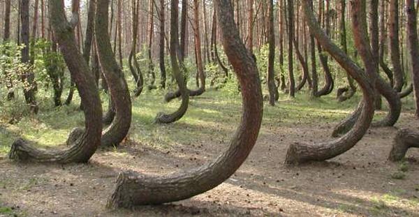 Árboles curvos y asombrosos bosques danzantes alrededor del mundo (FOTO)
