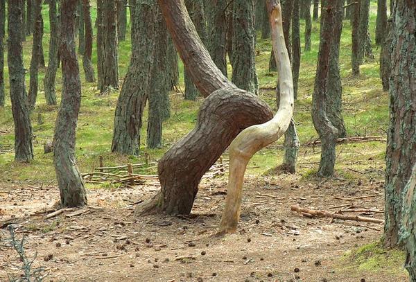 Curved trees and amazing dancing forests around the world (PHOTO)