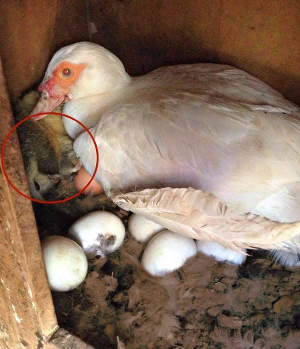 A doce história de uma mãe pata adotando um gambá em seu ninho