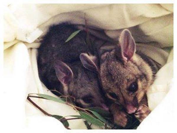 La douce histoire d'une maman cane adoptant un opossum dans son nid