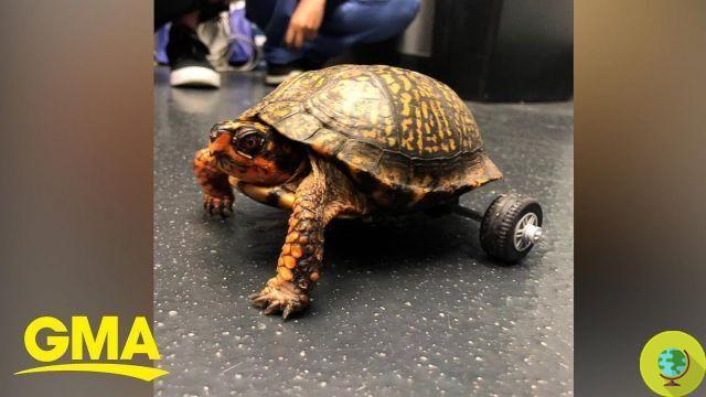 Schildi, the turtle that walks again thanks to a Lego wheel (video)