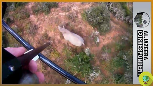 Rhinos: Al Jazeera lanza reality show sobre guardabosques contra la caza furtiva (video)