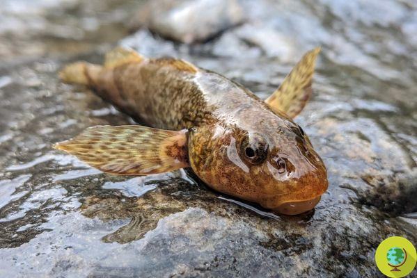 65-million-year-old fish believed to be extinct has been spotted again in a river, the rarest in the world