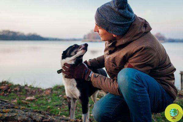 Assim, os cães aprendem a se comunicar com os humanos através do olhar para conseguir o que querem