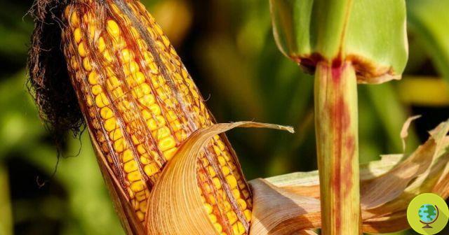 Lower yields for GM crops. The confirmation of science