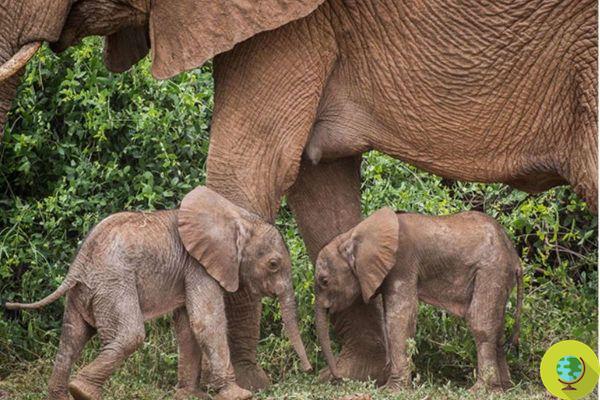 Os dois raros bebês elefantes gêmeos estão milagrosamente vivos graças aos cuidados de sua mãe Bora