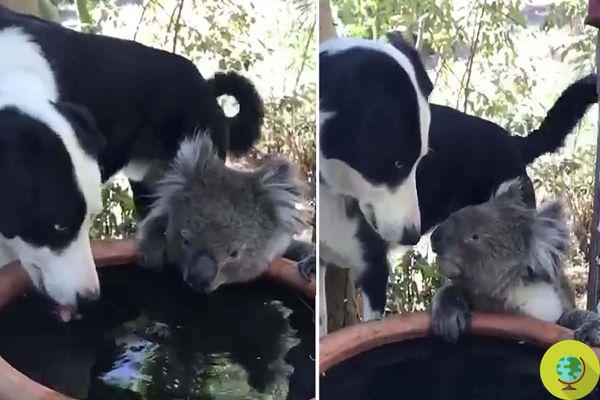 Australia: un perro comparte agua con un koala sediento, el video de su amistad se vuelve viral