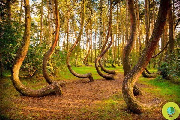 Because in this Polish forest the trees grow crooked