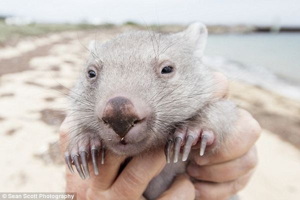 AAA: animal de compagnie wombat professionnel recherché (VIDEO)