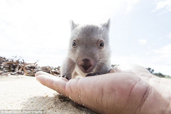 AAA: Se busca mascota wombat profesional (VIDEO)