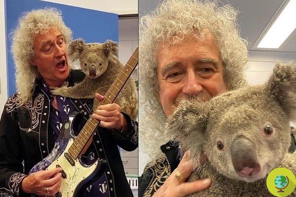 Brian May plays guitar with a koala on his shoulder. The video goes around the world