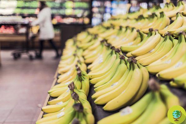 La UE quiere prohibir el pesticida mancozeb también en las bananas importadas, pero los lobbies no están contentos con eso