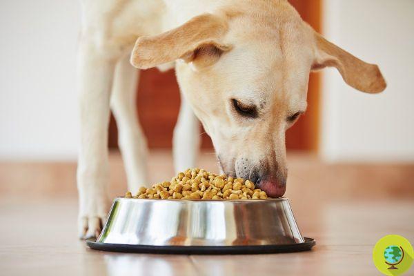 Lab-made synthetic meat could soon be used to feed pets