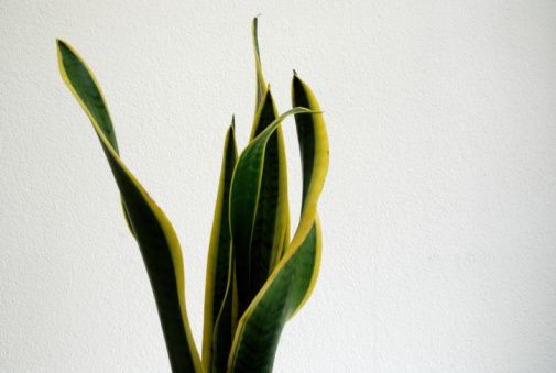 Domestic pollution: 15 indoor plants that purify the air in the house