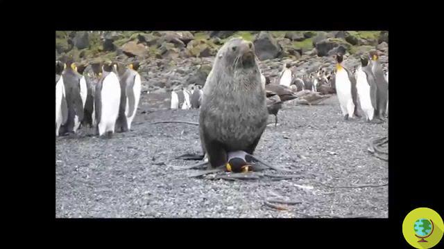Otaries violant des pingouins (VIDEO)