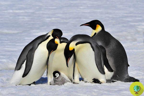 El 25 de abril es el Día Mundial del Pingüino: 7 curiosidades que quizás no sabías sobre el pingüino emperador