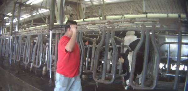 Vacas pateadas y torturadas con barras de acero: el impactante video (fuertes imágenes)