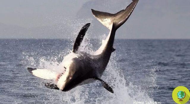 A CITES revoga a proteção contra o tubarão seixo. Em Doha perdem os oceanos e o Japão ganha