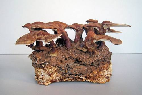 Como os cogumelos substituirão o plástico e o tijolo