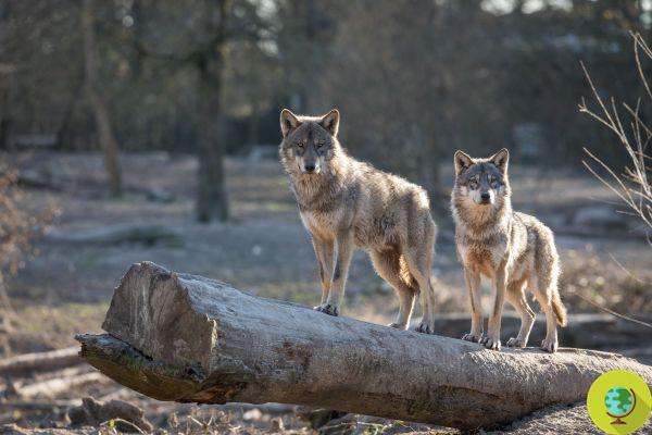 Valle d'Aosta aprova o projeto de lei anti-lobo que autoriza a captura e o abate de espécimes considerados perigosos