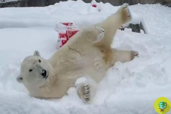 O velho urso polar no zoológico brincando na neve é ​​uma das coisas mais tristes já vistas