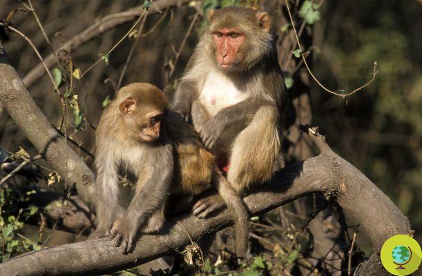 Herpes B: Florida wild monkeys could also transmit the virus to humans
